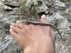 Plestiodon tetragrammus brevilineatus