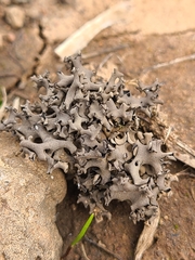 Dermatocarpon bachmannii