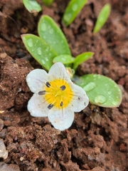 Hesperochiron pumilus