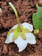 Hesperochiron pumilus