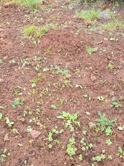 Hesperochiron pumilus