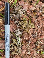 Dermatocarpon bachmannii