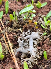 Dermatocarpon bachmannii