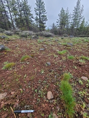 Dermatocarpon bachmannii