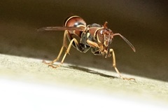 Polistes dorsalis dorsalis