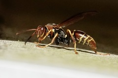 Polistes dorsalis dorsalis