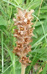 Orobanche alsatica