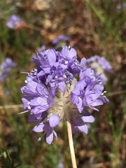 Gilia capitata capitata