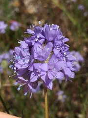 Gilia capitata capitata