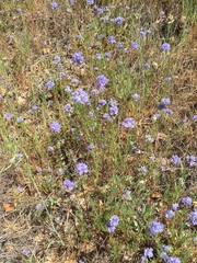 Gilia capitata capitata