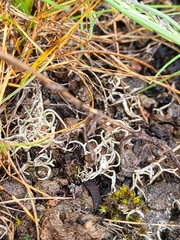 Aspicilia californica