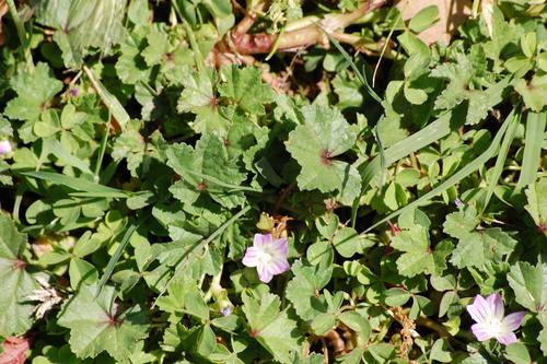 Malva nicaeensis iNat (1)