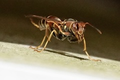 Polistes dorsalis dorsalis