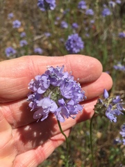 Gilia capitata capitata