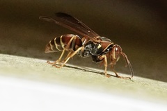 Polistes dorsalis dorsalis
