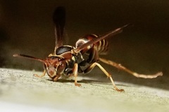 Polistes dorsalis dorsalis