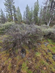 Aspicilia californica