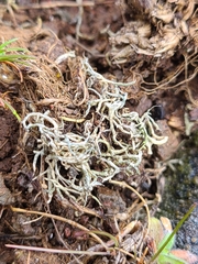 Aspicilia californica