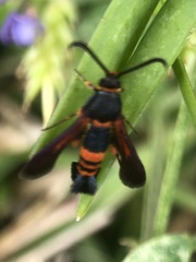 Synanthedon sapygaeformis