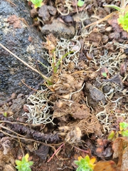 Aspicilia californica