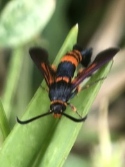 Synanthedon sapygaeformis