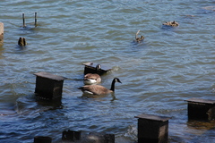 Branta canadensis
