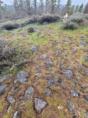 Aspicilia californica