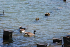Branta canadensis