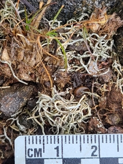 Aspicilia californica