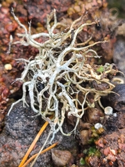 Aspicilia californica
