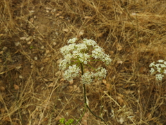 Perideridia kelloggii