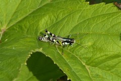 Melanoplus viridipes
