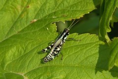 Melanoplus viridipes