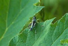 Melanoplus viridipes