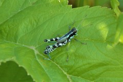 Melanoplus viridipes