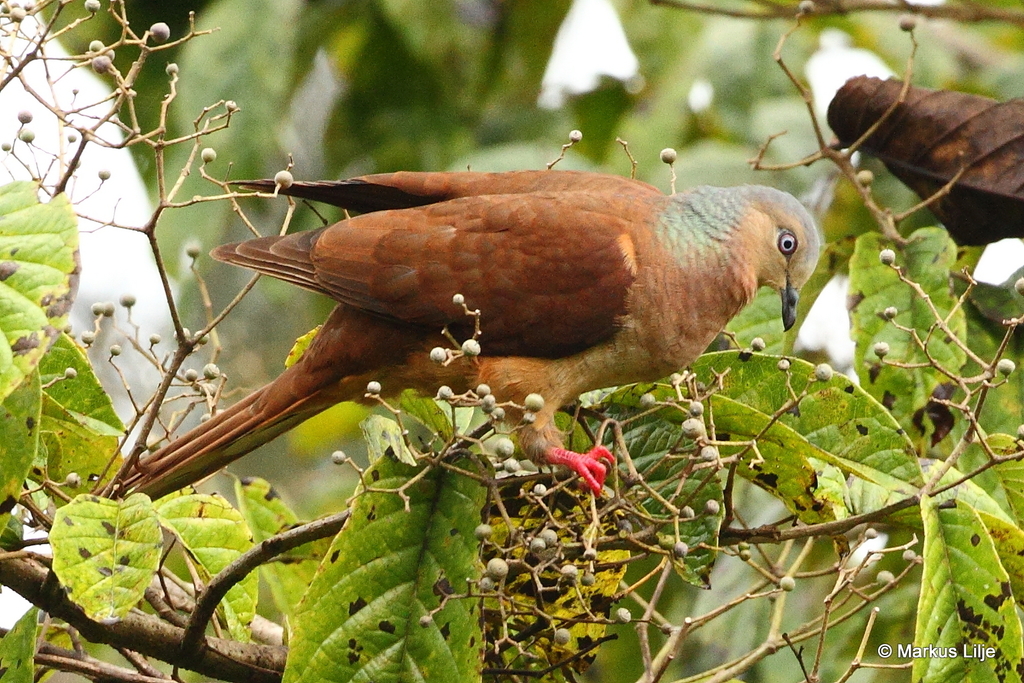 Amboyna Cuckoo-Dove photo