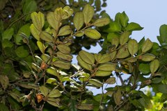 Diospyros impolita