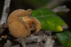 Diospyros impolita