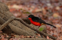 Laniarius erythrogaster
