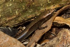 Caledoniscincus austrocaledonicus