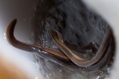 Kontikia forsterorum