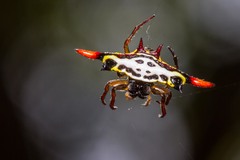 Gasteracantha westringi