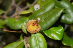Diospyros impolita