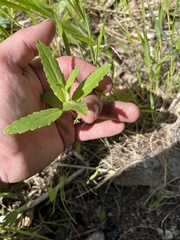 Collinsia tinctoria