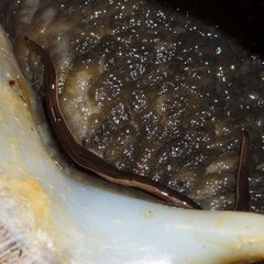 Kontikia forsterorum