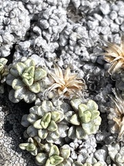 Raoulia parkii