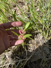 Collinsia tinctoria