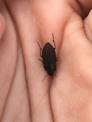 Anisodactylus rusticus