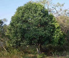 Diospyros fasciculosa