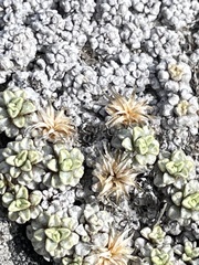 Raoulia parkii